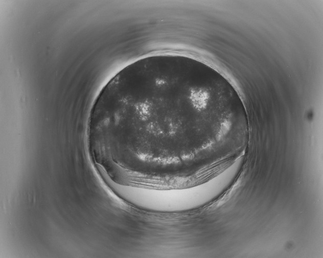 X0000098231533200805221700