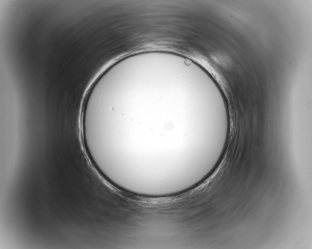X0000099231294200804241221