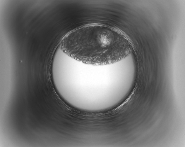X0000099231321200804241221