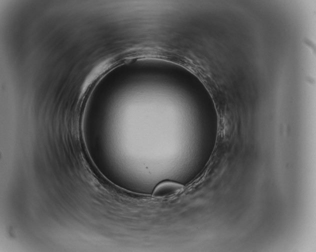 X0000099230004200804241502