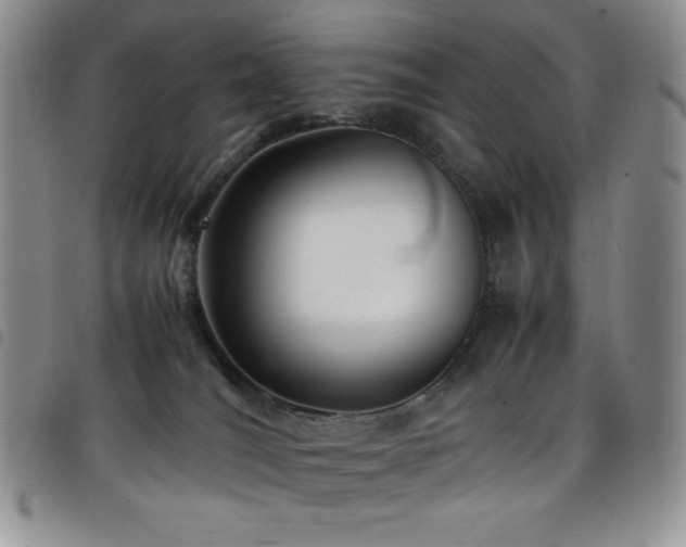 X0000099230036200804241501