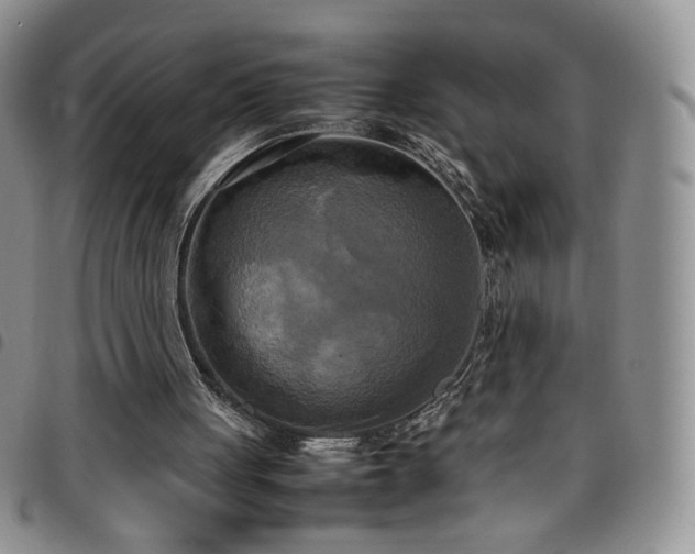 X0000099230051200804241501