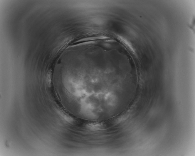 X0000099230065200804241501