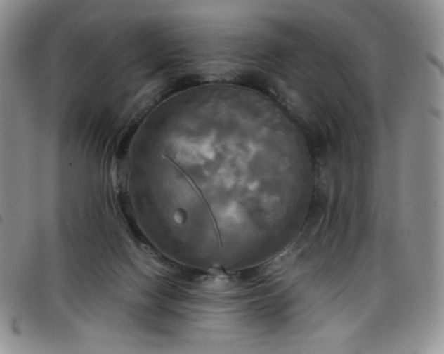 X0000099230074200804241501