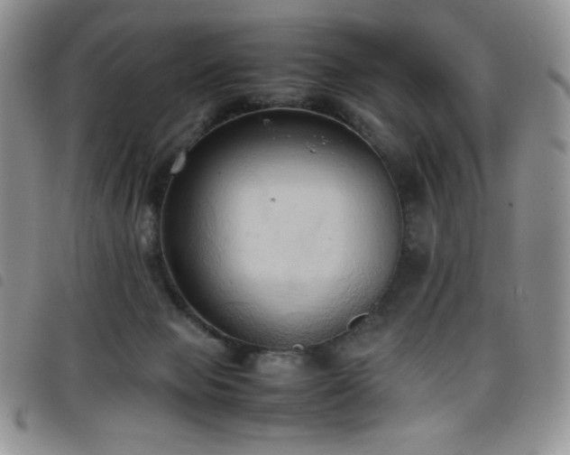 X0000099230077200804241501