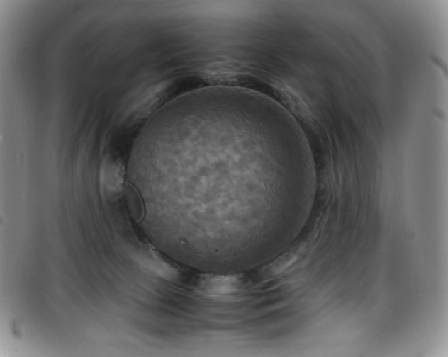 X0000099230081200804241501