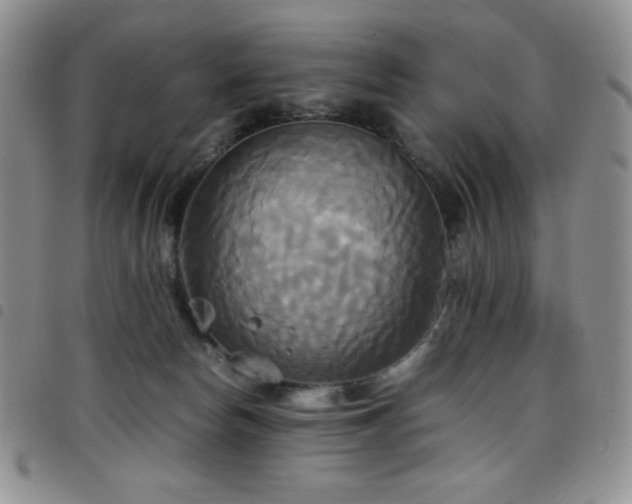 X0000099230178200804241500