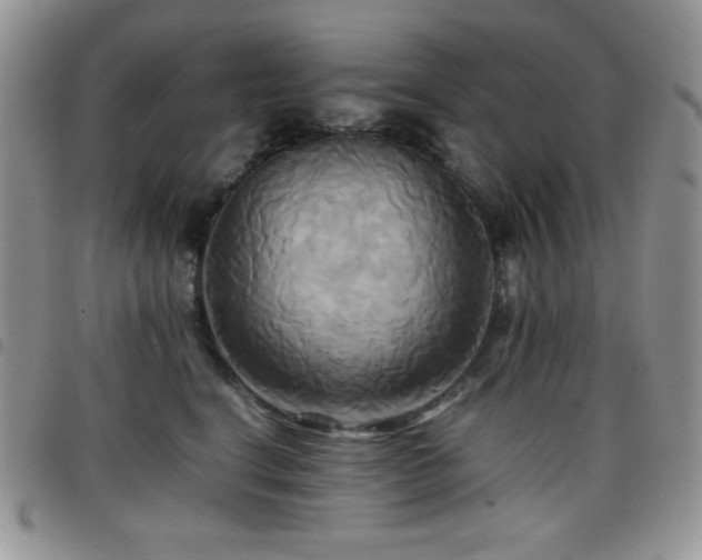 X0000099230664200804241454