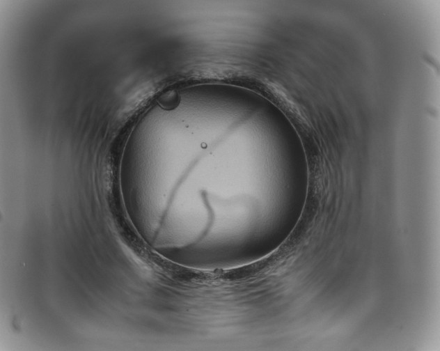 X0000099230683200804241453