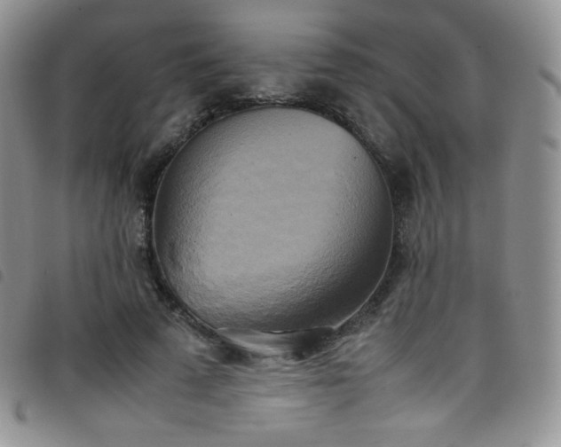X0000099230689200804241453