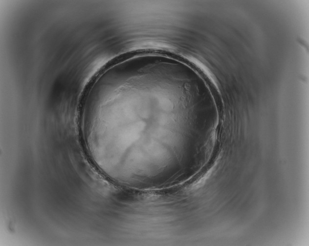X0000099230783200804241452