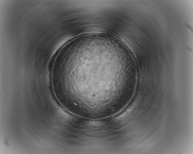 X0000099230835200804241451