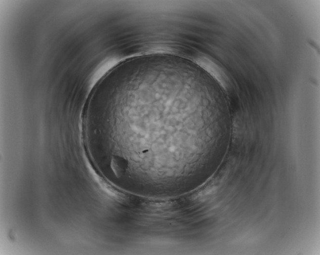 X0000099231047200804241449