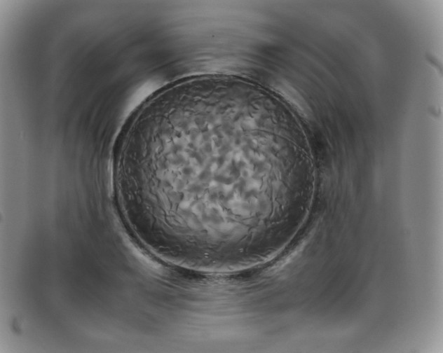 X0000099231079200804241448