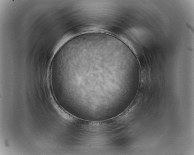 X0000099231098200804241448