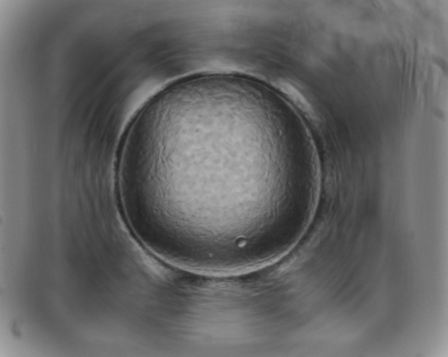 X0000099231183200804241447