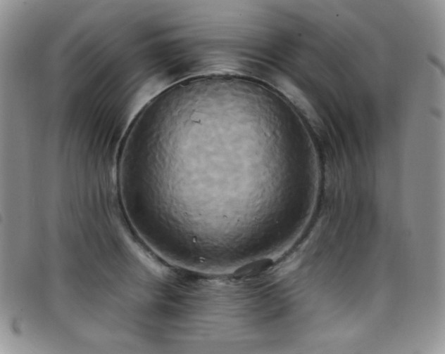 X0000099231234200804241446