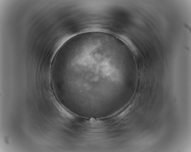 X0000099231244200804241446