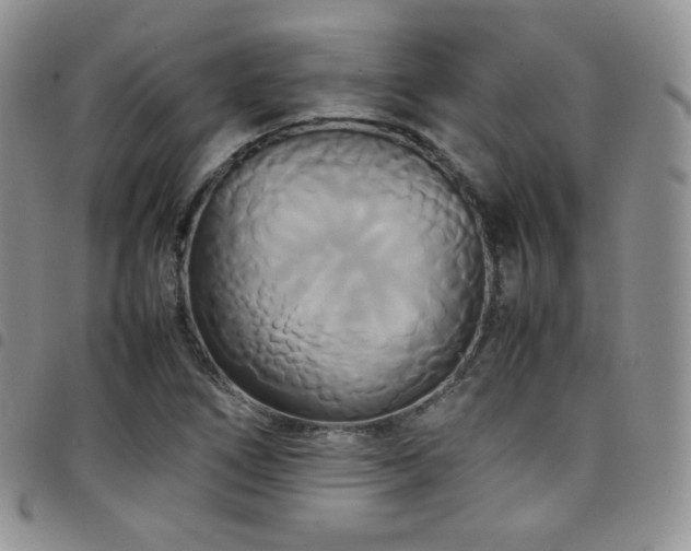 X0000099231266200804241446