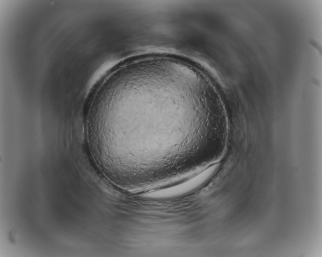 X0000099231271200804241446