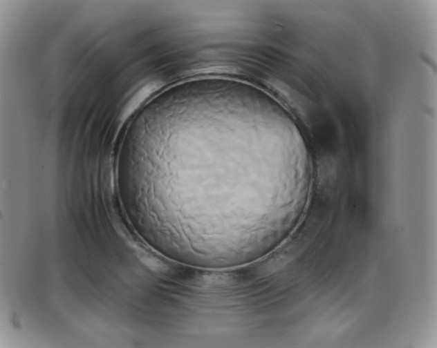 X0000099231274200804241445