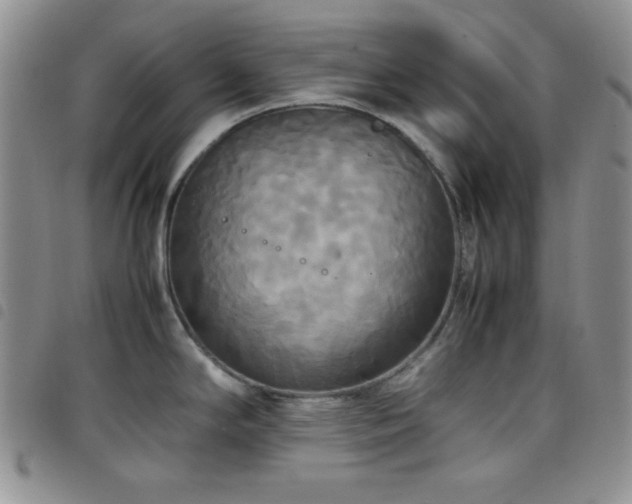 X0000099231294200804241445