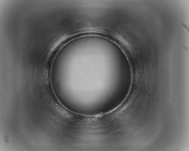 X0000099231310200804241445
