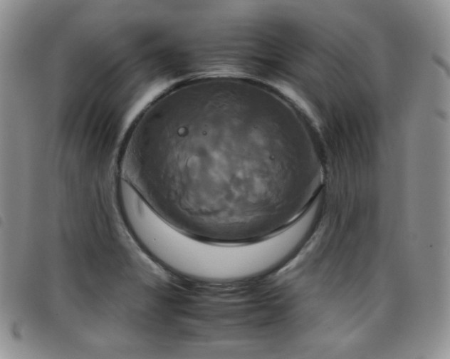 X0000099231325200804241445