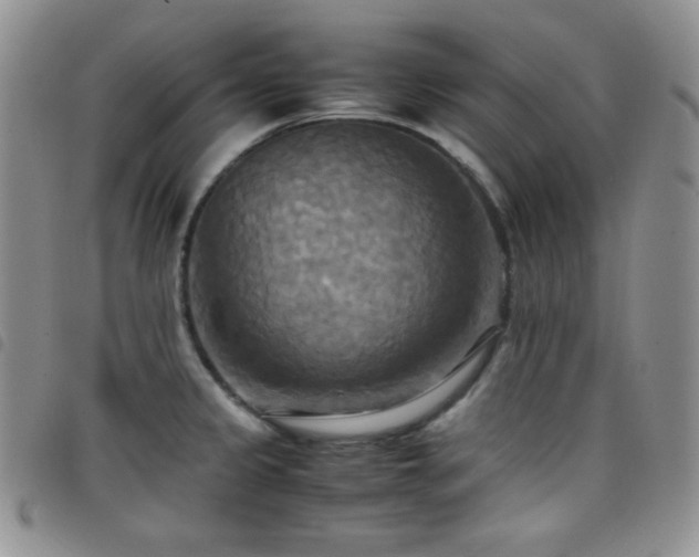X0000099231333200804241445