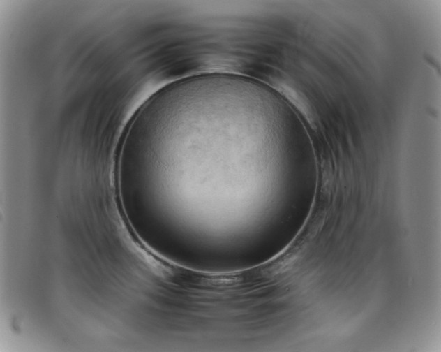 X0000099231339200804241445