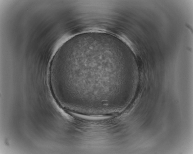 X0000099231379200804241444