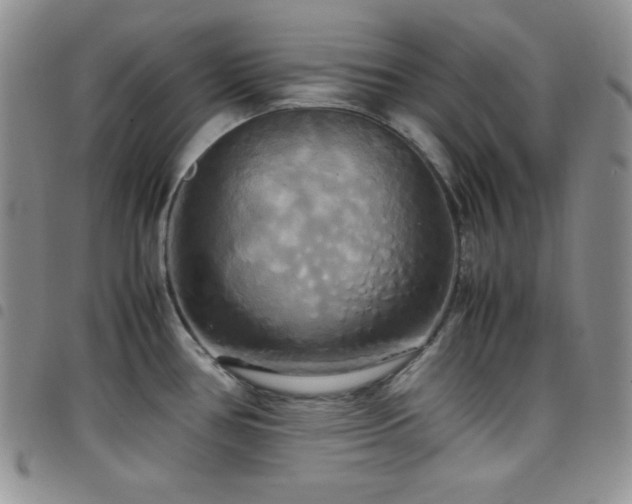 X0000099231386200804241444