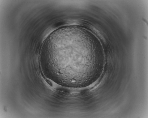 X0000099231417200804241444