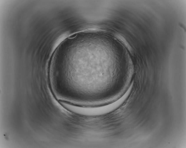 X0000099231483200804241443