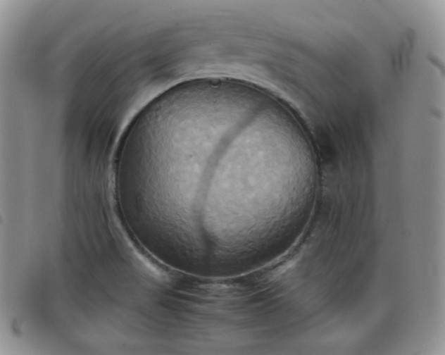 X0000099231517200804241442