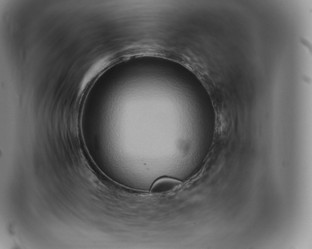 X0000099230004200805011146