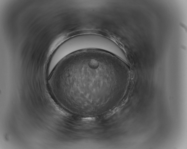 X0000099230053200805011145