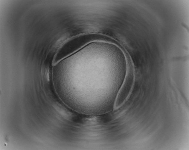 X0000099230068200805011145