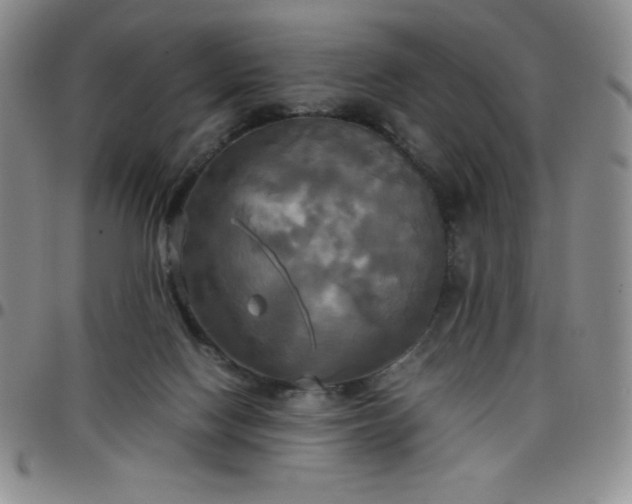 X0000099230074200805011145