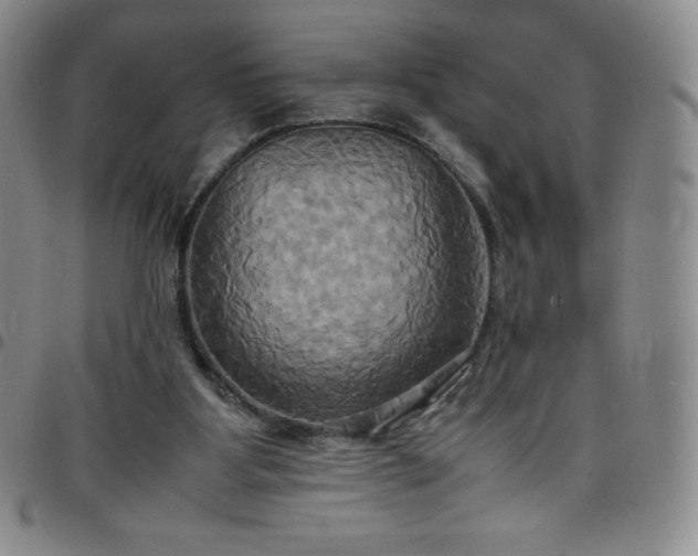 X0000099230107200805011145