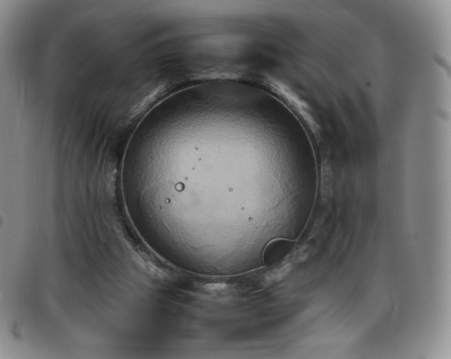 X0000099230153200805011144