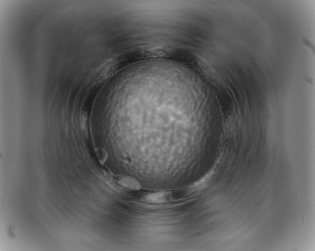 X0000099230178200805011144