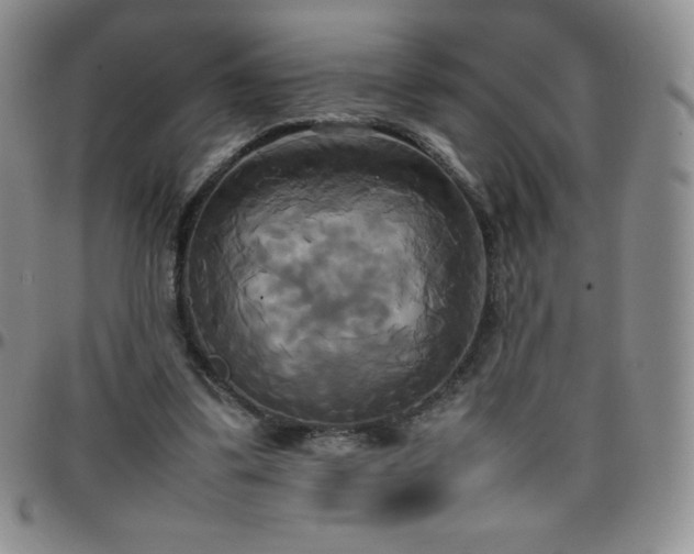 X0000099230299200805011142