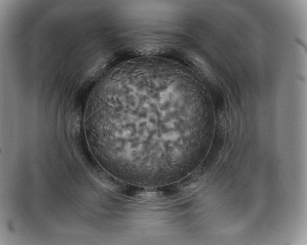 X0000099230499200805011140