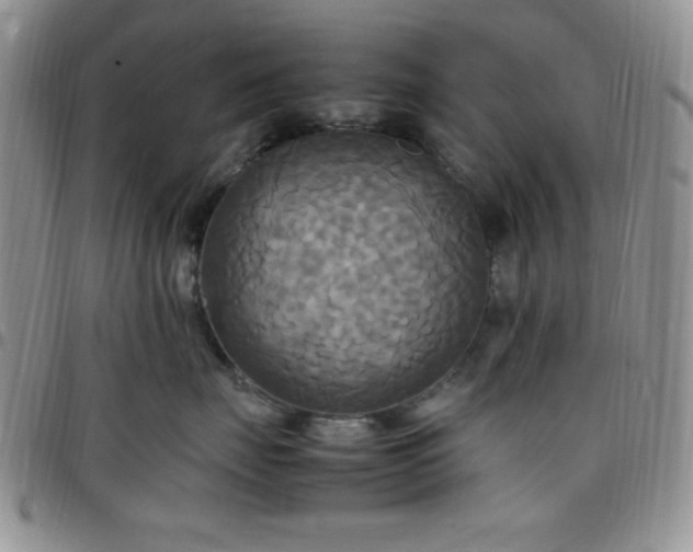 X0000099230671200805011138