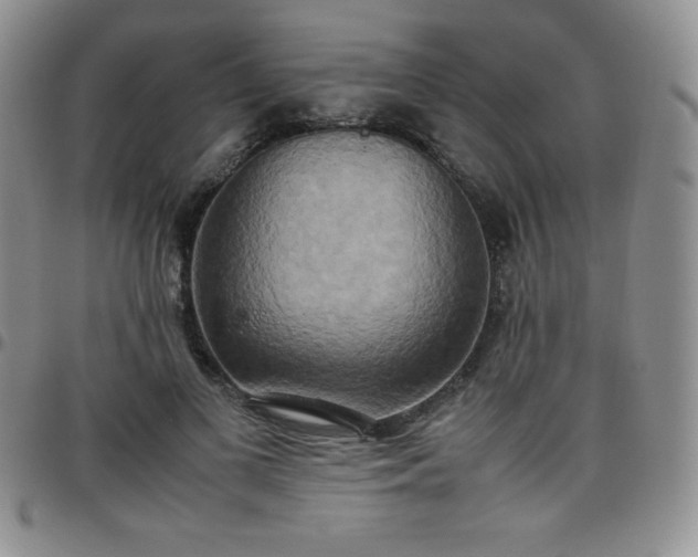 X0000099230693200805011137