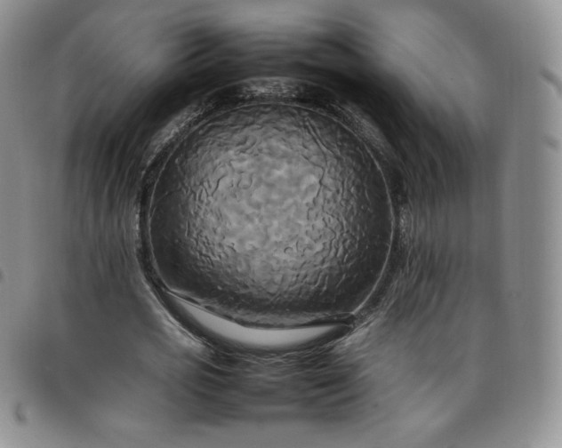 X0000099230725200805011136