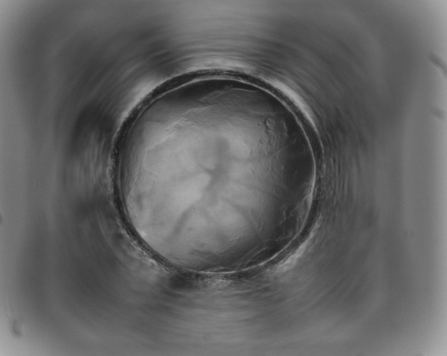 X0000099230783200805011136