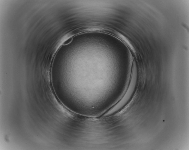 X0000099230810200805011135