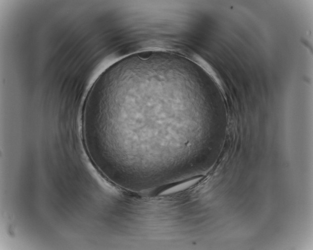 X0000099230811200805011135